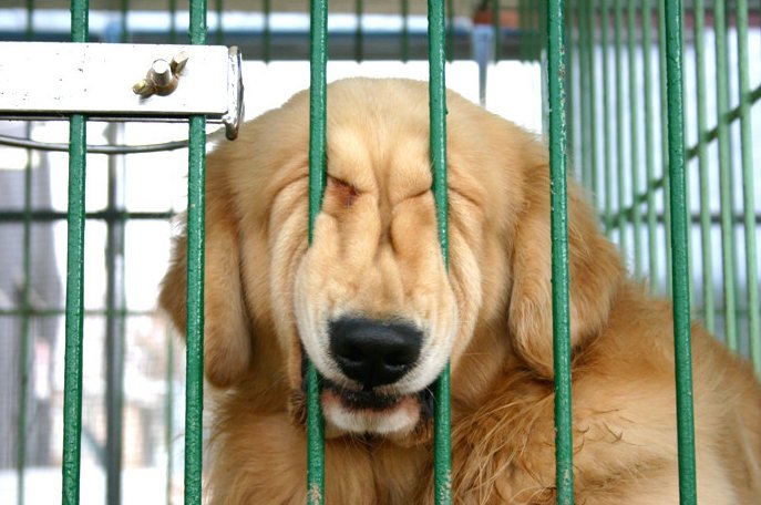 dog_gets_stuck