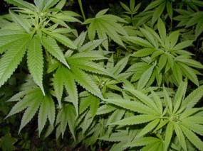 Kannabisz